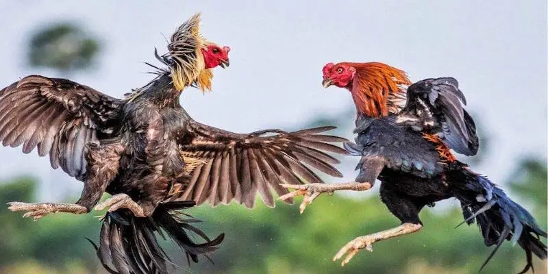 Giới thiệu về đá gà thomo